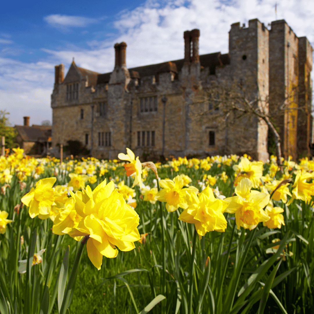 Dazzling Daffodils March 18th-24th 